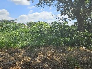 Imagem do imóvel TE66035